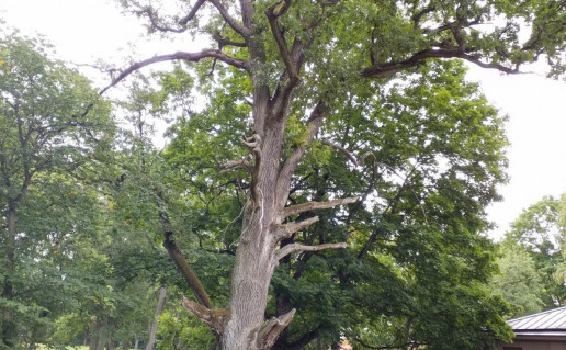 3_Gelgaudiskio dvaro azuolas Nr. 2 (2)_r1.jpg